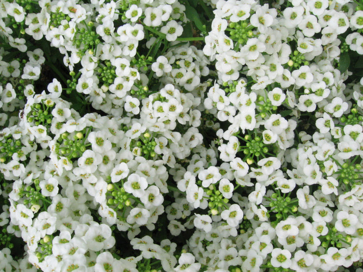 Alyssum Snow Cloth - Lobularia maritima - Annual Flower - 500 Seeds