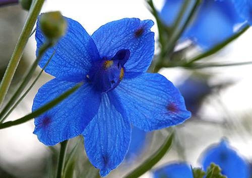 Delphinium Blue Butterfly - Delphinium Chinensis - 100 Seeds - Annual Flower