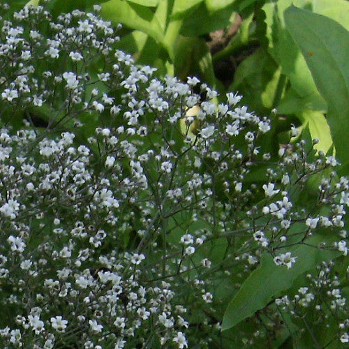 Gypsophila Single White - Gypsophila paniculata - Annual Flower - 200 Seeds