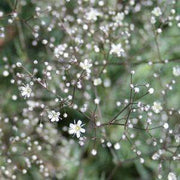 Gypsophila Single White - Gypsophila paniculata - Annual Flower - 200 Seeds