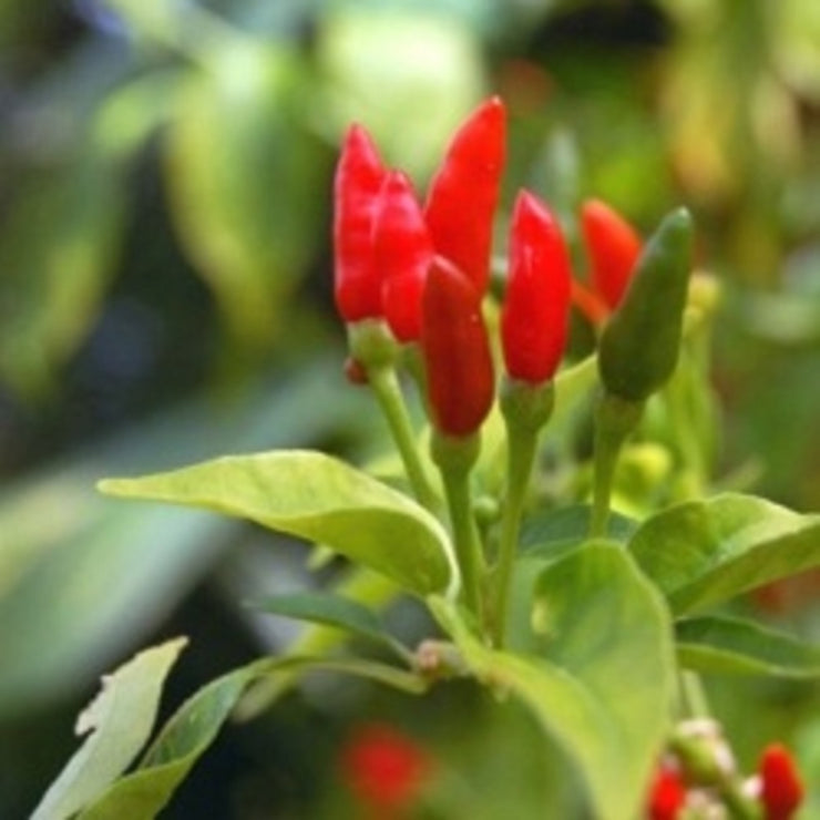 Facing Heaven Chilli Pepper - Capsicum annum - Heirloom Vegetable - 10 Seeds