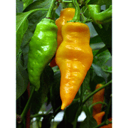 Monkey Face Yellow Chilli Pepper - Capsicum Annuum - 5 Seeds