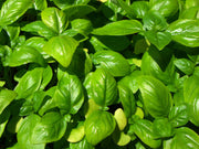 Genovese Basil - Culinary Herb - Ocimum Basilicum Genovese - 100 Seeds