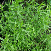 Tarragon - Artemesia dracunculus - Herb - Culinary - 100 Seeds