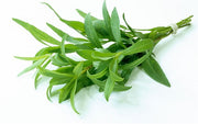 Tarragon - Artemesia dracunculus - Herb - Culinary - 100 Seeds