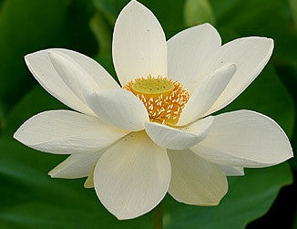 White Sacred Lotus Water Lily Aquatic - Nelumbo Nucifera  - 5 Seeds