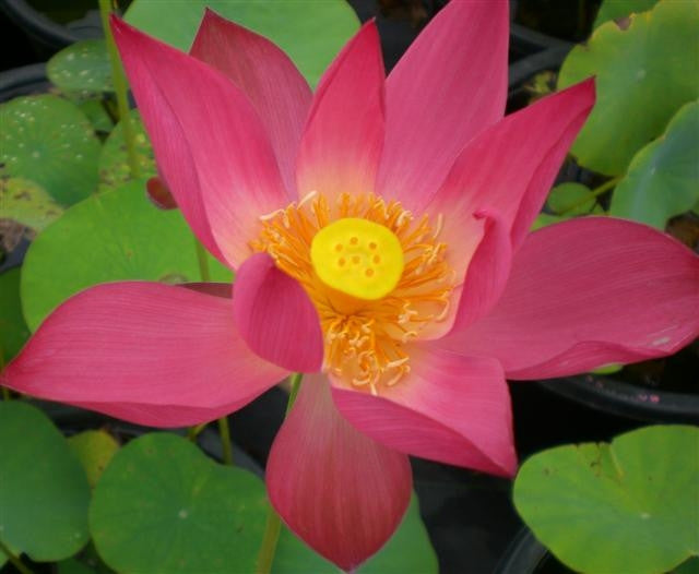 Red Sacred Lotus Water Lily Aquatic - Nelumbo Nucifera  - 5 Seeds