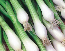 White Lisbon Spring Onion - Vegetable / Herb - 100 Seeds