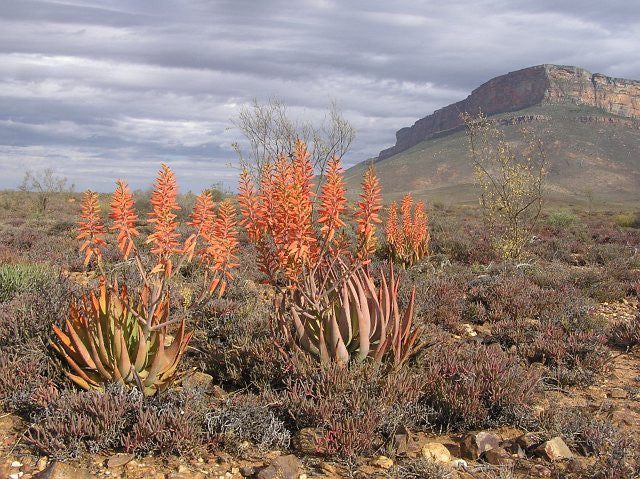 Aloe Falcata - Vanrhynsdorp Aloe - Indigenous South African Succulent - 10 Seeds