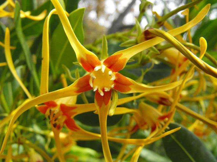 Strophanthus Speciosus - Indigenous South African Climbing Vine - 10 Seeds