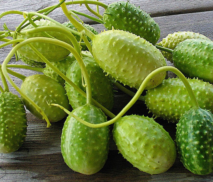 Cucumis Anguria - Indigenous South African Vine - 10 Seeds