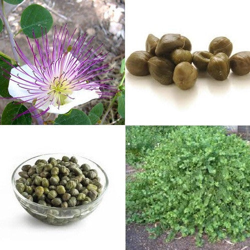 Caper Bush, Caper Berry - Capparis spinosa - 5 Seeds