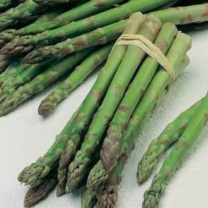 UC157 Hybrid Asparagus - Asparagus Officinalis - Vegetable - 40 Seeds