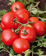 Red Kaki Tomato - Lycopersicon Esculentum - 50 Seeds