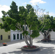 Weeping Fig - Ficus Benjamina - Deciduous Tree / Bonsai - 20 Seeds