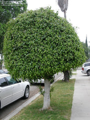 Weeping Fig - Ficus Benjamina - Deciduous Tree / Bonsai - 20 Seeds