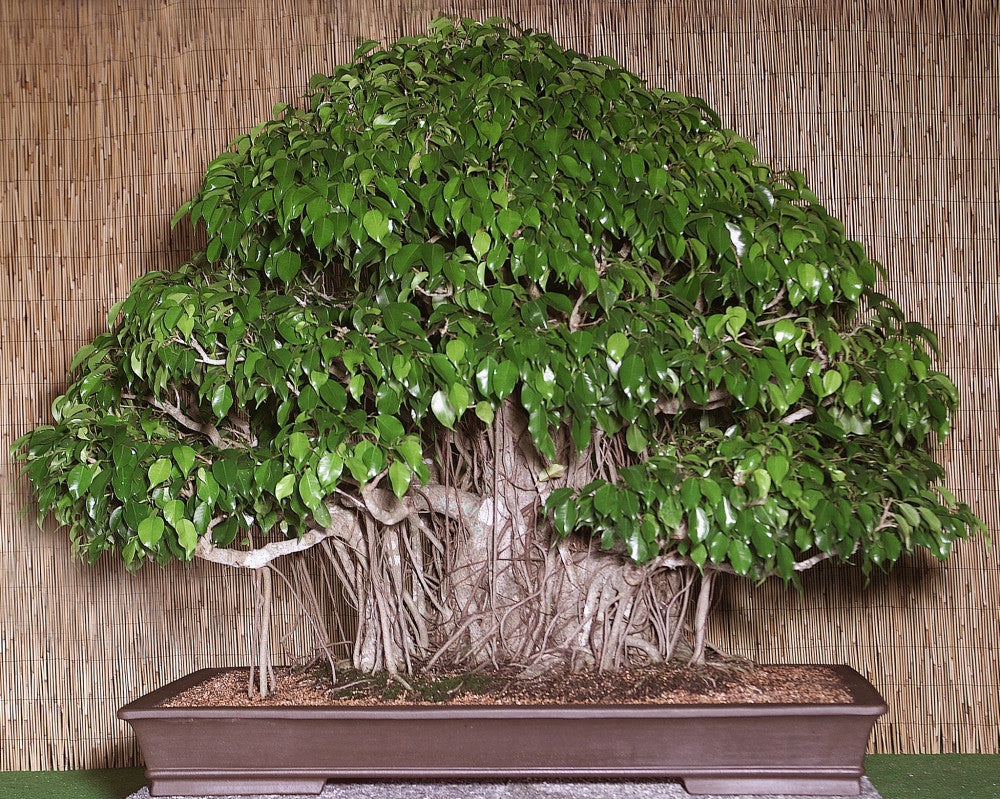 weeping fig bonsai tree Weeping Fig - Ficus Benjamina - Deciduous Tree / Bonsai