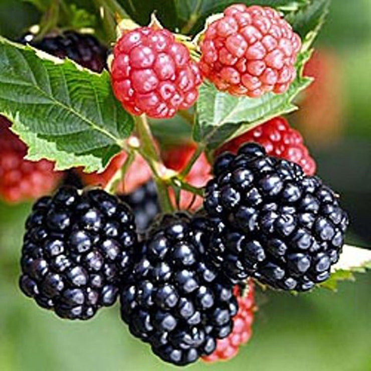 Triple Crown Thornless Blackberry - Fruit Shrub - Rubus ssp - 5 Seeds