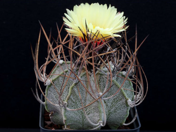 Astrophytum capricorne - Exotic Cactus - 5 Seeds
