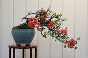 Flowering Japanese Quince - Chaenomeles Japonica - Exotic Japanese Bonsai Tree - Edible Fruit - 5 Seeds