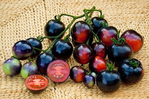 Indigo Rose Tomato Seeds