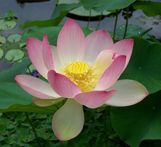 Light Pink Sacred Lotus Water Lily Aquatic - Nelumbo Nucifera  - 5 Seeds