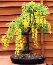 Golden Rain Tree - Koelreuteria Paniculata - Deciduous Bonsai Tree - 5 Seeds