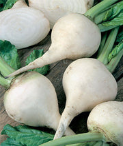 White Albino Beetroot - Heirloom Vegetable - 30 Seeds