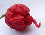 Carolina Reaper Pepper - Capsicum Chinense - The worlds HOTTEST Chilli Pepper - Seeds