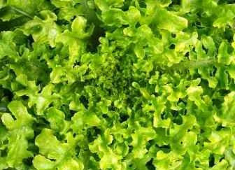 Gourmet Salad Bowl Green Lettuce - Bulk Organic Vegetable Seeds - 20 grams