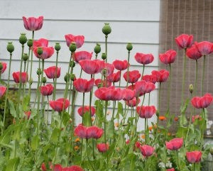 Papaver Somniferum Giganteum - Giant Poppy - Annual - 20 Seeds