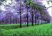 Dragon Tree - Paulownia Fortunei - 20 Seeds - Very fast Growing Exotic Tree