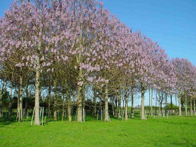 Paulownia Elongata - 20 Seeds - Very fast Growing Exotic Tree