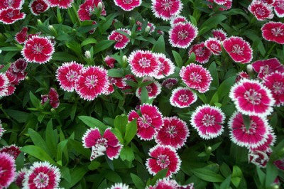 Dianthus Baby Doll Mix - Dianthus Barbatus - Annual - 200 Seeds
