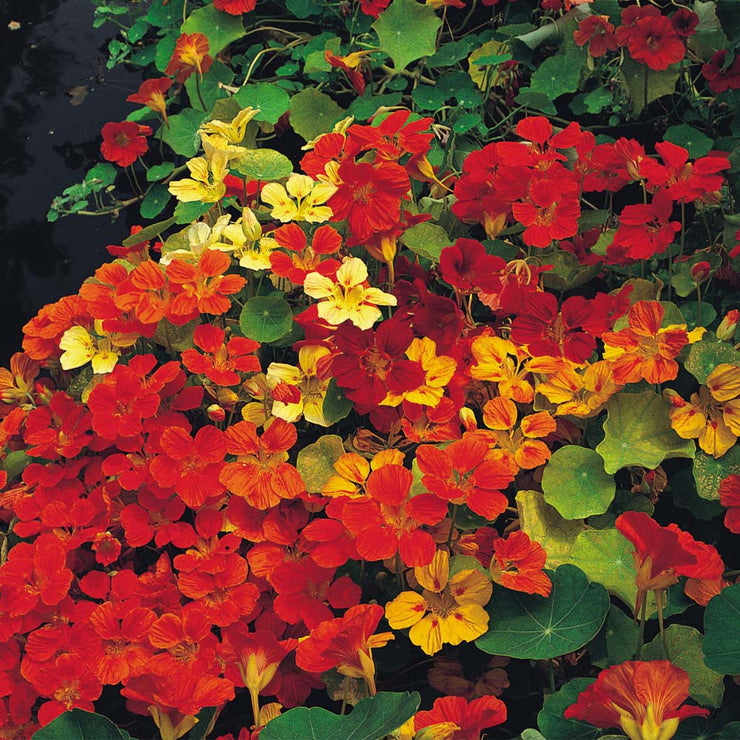 Nasturtium Single Climbing Mix - Bulk Edible Flower Seeds