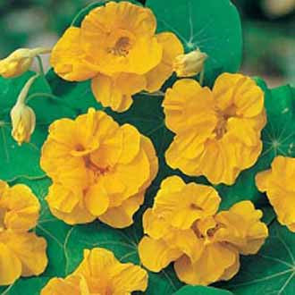 Nasturtium Golden Jewel - Bulk Edible Flower Seeds