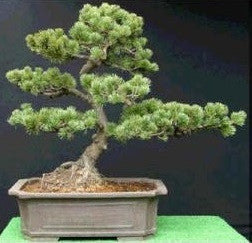 Chinese White Pine - Pinus Armandii - Bonsai Tree - 5 Seeds