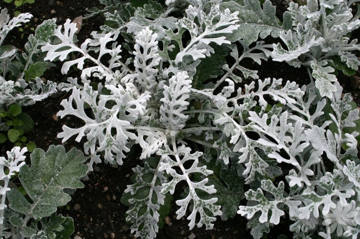 Cineraria Silver Dust - Senecio Maratima - 20 Seeds - Perennial Flower Shrub