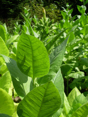 Turkish Black Sea Tobacco - Nicotiana Tabaccum - 20 Seeds