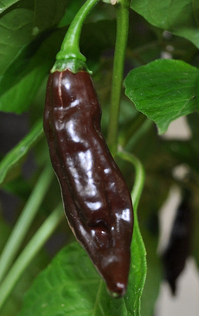 Chocolate Fatalii Pepper - Chilli Pepper - Capsicum Chinense - Hot & Rare - 5 Seeds