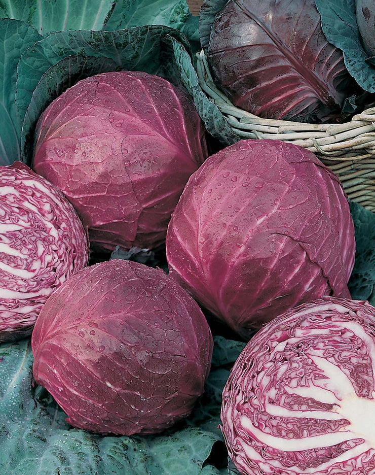 Baby Red Omero Cabbage - Brassica Oleracea v Capita - 10 Seeds