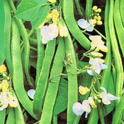 Sweet White Emergo Runner Beans - Phaseolus Vulgaris - 10 Seeds