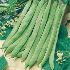 Sweet White Emergo Runner Beans - Bulk Vegetable Seeds - 100 grams
