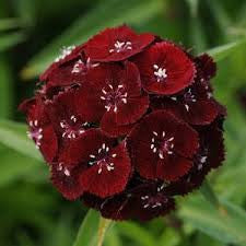 Dianthus Sweet Black Cherry - Dianthus barbatus - Annual Flower - 5 Multi Seed Pellets