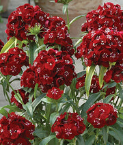 Dianthus Sweet Black Cherry - Dianthus barbatus - Annual Flower - 5 Multi Seed Pellets