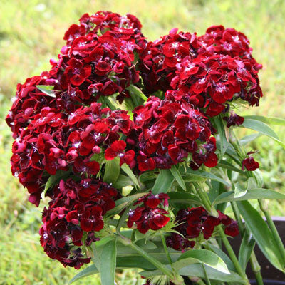 Dianthus Sweet Black Cherry - Dianthus barbatus - Annual Flower - 5 Multi Seed Pellets