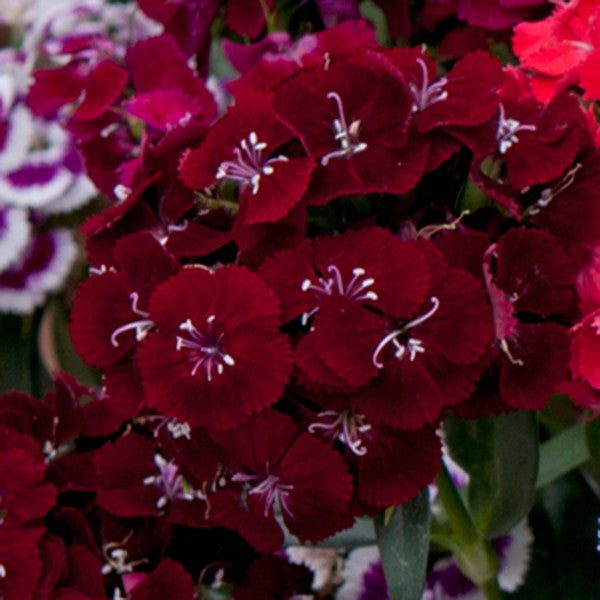 Dianthus Sweet Black Cherry - Dianthus barbatus - Annual Flower - 5 Multi Seed Pellets