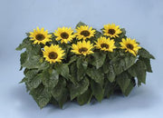 Choco Sun Dwarf Sunflower - Helianthus - Annual - 5 Seeds