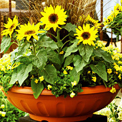 Choco Sun Dwarf Sunflower - Helianthus - Annual - 5 Seeds