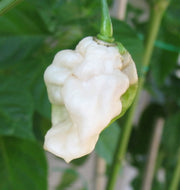 White Bhut Jolokia - Ghost Pepper - Chilli Pepper - Capsicum Chinense - Extremely Hot - 5 Seeds